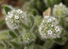 Cryptantha gracilis