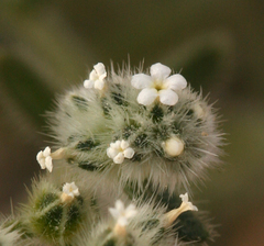 Cryptantha gracilis