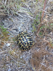 Testudo hermanni hermanni
