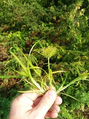 Cyperus engelmannii