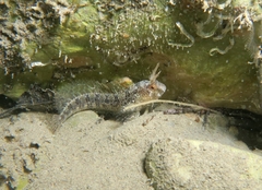 Parablennius tentacularis
