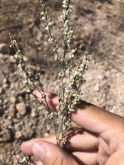 Eriogonum polycladon
