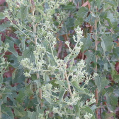 Brickellia floribunda