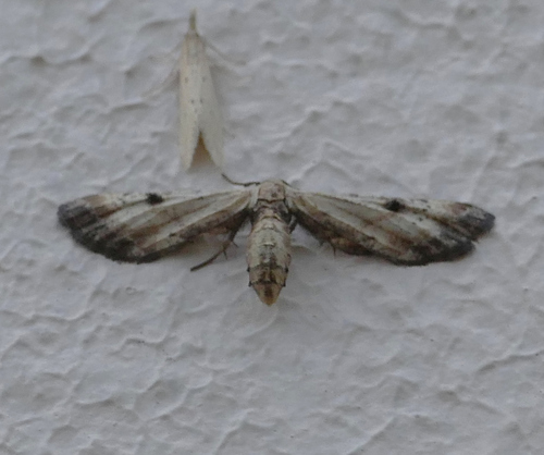 Dimorphic Gray photo 5