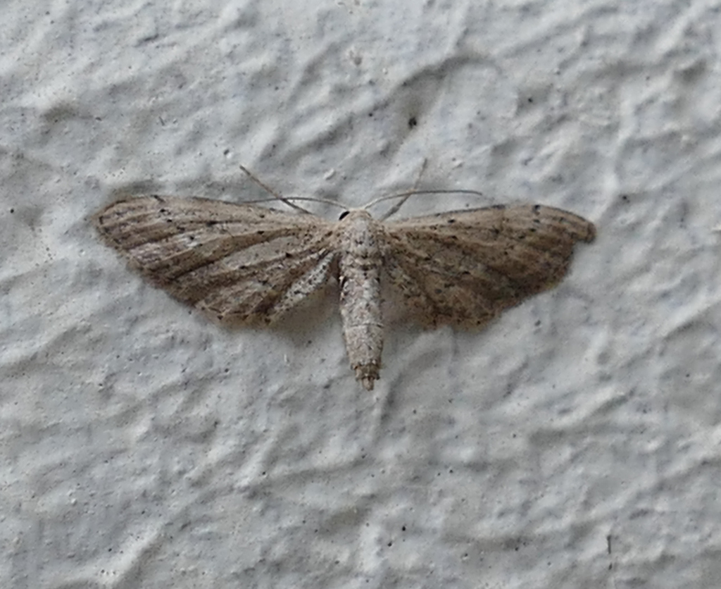 Slender Geometrid Moth