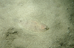 Arnoglossus laterna