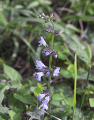 Salvia isensis