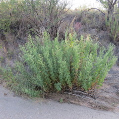 Brickellia floribunda