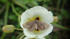 Zabuella tenellus