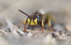 Aphilanthops frigidus