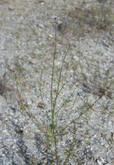 Aster hispidus leptocladus