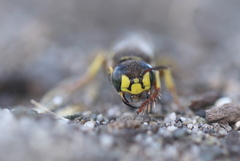 Aphilanthops frigidus