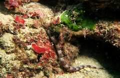 Narrow-Snouted Pipefish photo 4