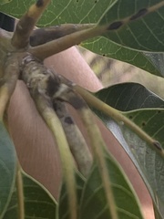 Sideroxylon foetidissimum