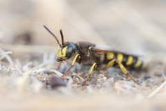 Aphilanthops frigidus