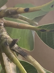 Sideroxylon foetidissimum