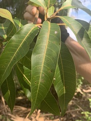 Sideroxylon foetidissimum