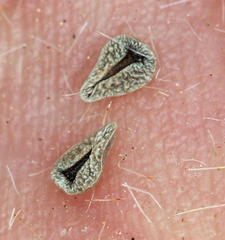 Oreocarya hoffmannii