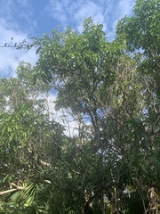 Sideroxylon foetidissimum