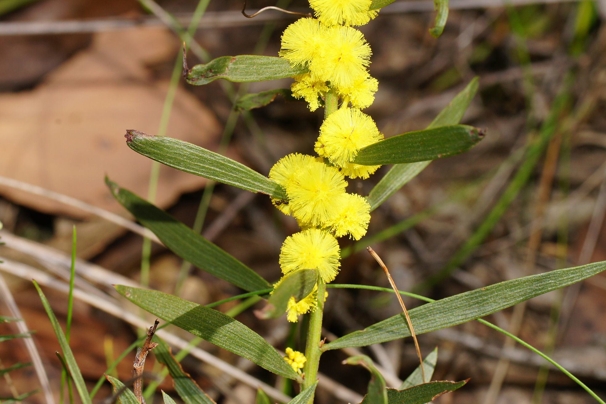 Acacia verniciflua