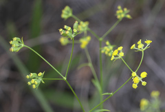 Bupleurum stenophyllum