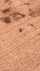Cicindela scutellaris scutellaris