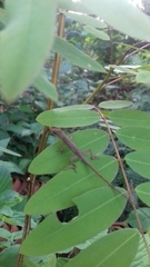 Anolis zeus