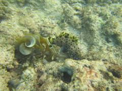 Epinephelus macrospilos
