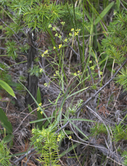 Bupleurum stenophyllum