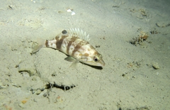 Serranus hepatus