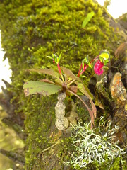 Impatiens parasitica