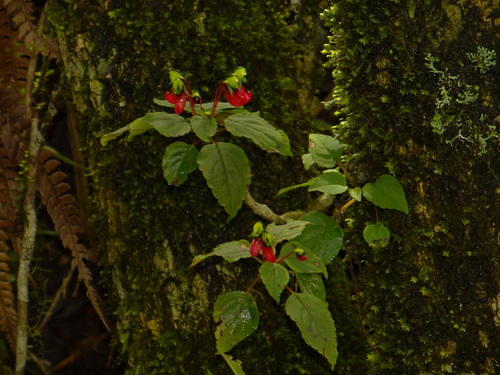 Impatiens parasitica, photograph 1