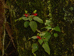 Impatiens parasitica, photograph Ansil B.R., CC BY, iNaturalist via GBIF