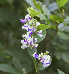 Lespedeza buergeri