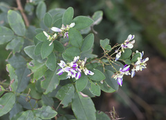 Lespedeza buergeri