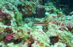 Symphodus doderleini