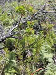 Pelargonium cucullatum strigifolium