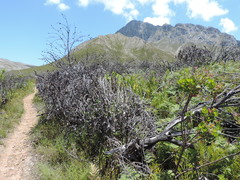 Pelargonium cucullatum strigifolium