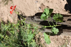 Pelargonium inquinans
