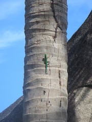 Phelsuma sundbergi