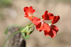 Pelargonium inquinans
