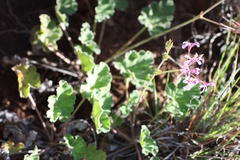 Pelargonium reniforme