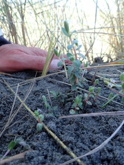 Pimelea villosa