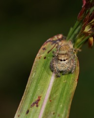Phidippus princeps