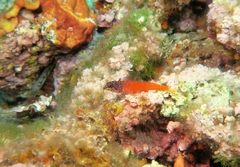 Tripterygion melanurus