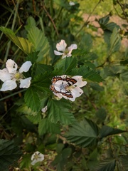 Ariconias glaphyra