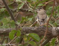 Cercotrichas signata