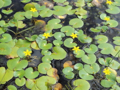 Nymphoides thunbergiana