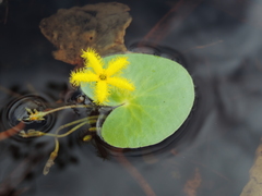 Nymphoides thunbergiana