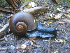 Macrocyclis peruvianus